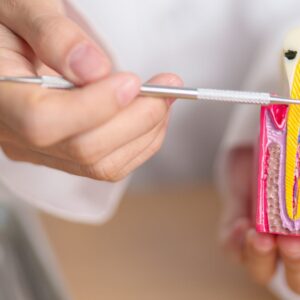 Dental model and dental tool demonstration
